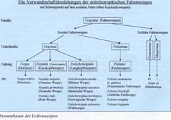 Stammbaum